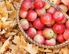 Image result for Fall Apples