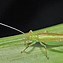 Image result for Gryllidae