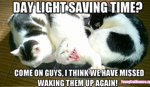 Image result for Daylight-Savings Cat Meme