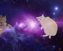 Image result for Trippy Cat High Wallpaper