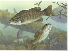 Image result for Bass Underwater Wallpaper