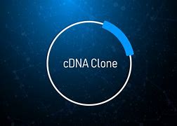 Image result for cDNA Clone