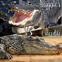 Image result for What Is the Difference Between Alligator Crocodile