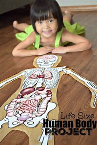 Image result for Life-Size Human Body Printable
