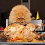 Image result for Funny Pet Thanksgiving