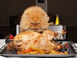 Image result for Funny Animal Thanksgiving Memes