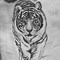Image result for Beautiful Tiger Drawings