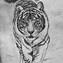 Image result for Beautiful Tiger Drawings