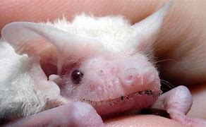 Image result for Baby Albino Bat