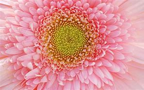 Image result for Flower Petals Wallpaper