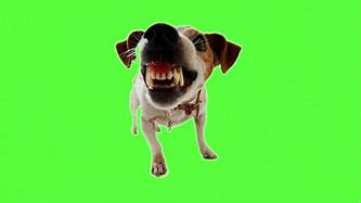 Image result for Dog Meme Greenscreen