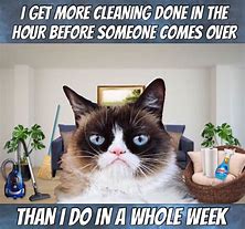 Image result for Cat Memes Funny Clean Videos Nut