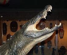 Image result for Gomek Crocodile
