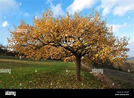 Image result for Apple Tree in Autumn