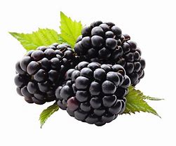 Image result for BlackBerry Fruits in Box with White Background