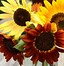 Image result for Sunflower Mixed Colors