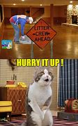 Image result for Dog Cat Litter Box Meme