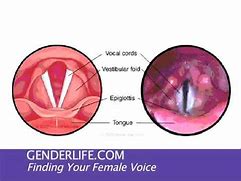 Image result for Anatomical Difference Between Voices of Male and Female