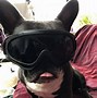 Image result for Coolest Dogs