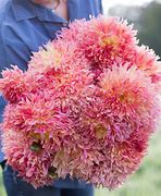 Image result for Dahlia Myrtle‘s Folly