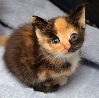 Image result for Calico Cats Kittens