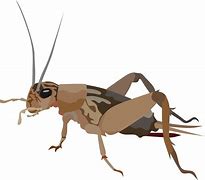 Image result for Cricket Animal Free Copyright Image