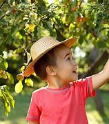 Image result for Apple Tree Picking