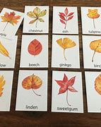 Image result for Autumn FlashCards