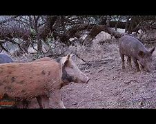 Image result for Feral Hogs in Arizona