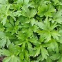 Image result for Astrantia major Star of Beauty