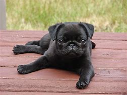 Image result for Funny Pug