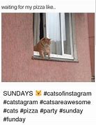 Image result for Cat Memes Waiting for My Pizza