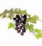 Image result for Grape Vine Leaf