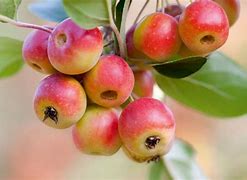 Image result for Crab Apple Tree Varieties