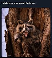 Image result for Raccoon Tree Meme