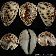 Image result for cypraea_tigris