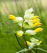 Image result for Yellow Rattle Plant