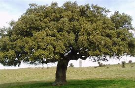 Image result for Quercus ilex
