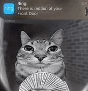 Image result for Motion Ring Cat Meme