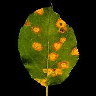Image result for Orange Spots On Apple Tree Leaves