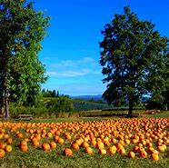 Image result for apple hill pumpkins patches