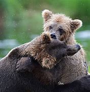 Image result for Bear Hug People