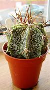 Image result for Mini Cactus Terrarium
