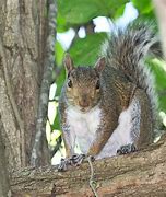 Image result for Squirrel Looking around Tree