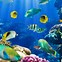 Image result for Fish Wallpapers for Desktop