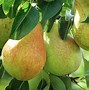 Image result for Apple Pear Fruit Tree