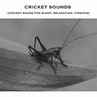 Image result for Cricket Insect Sound