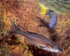 Image result for cyprichromis