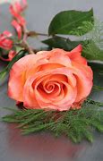 Image result for Colors of Roses