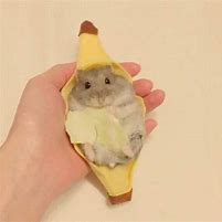 Image result for Hamster with Banana Meme